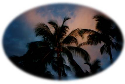 Palm Tree