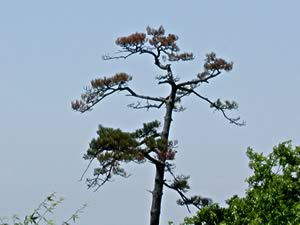 Pine Tree Photo